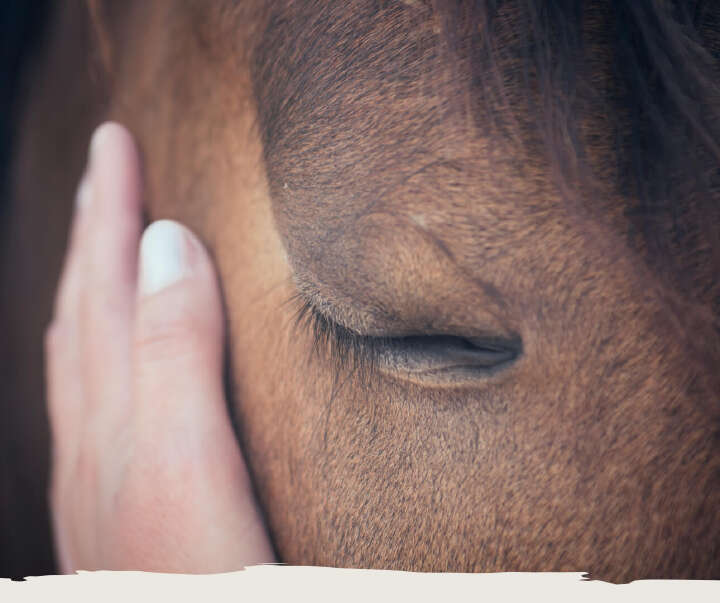 teaser pferd pferdepflege haut derby